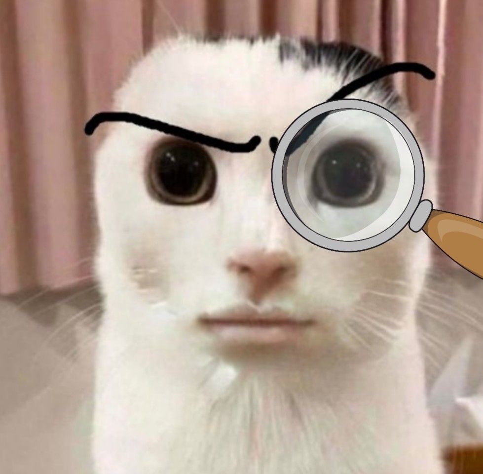 ここみさま🐱⭐️ tweet media