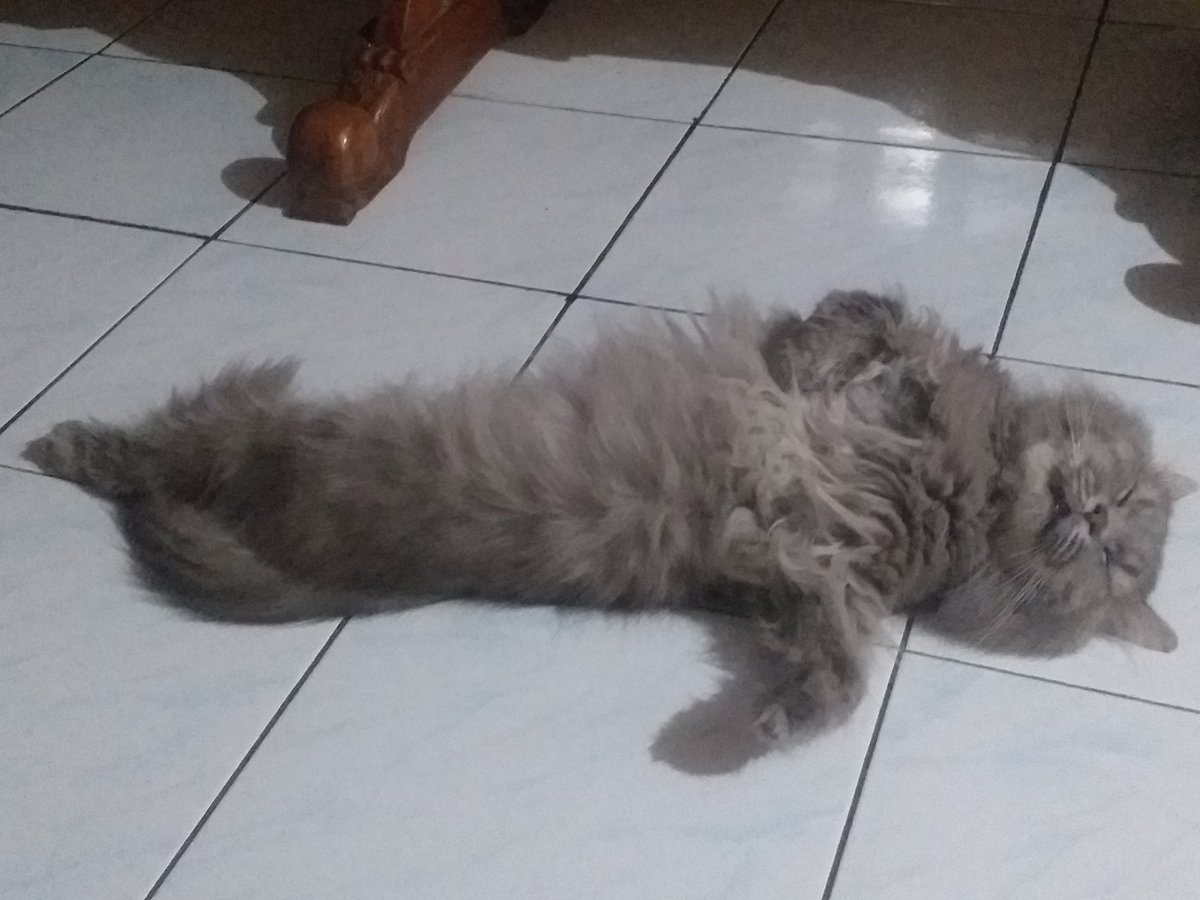 fisfandiarti's tweet photo. @Yoda4ever mes liat mes ada yang tidurnya lebih lawak dari kamu... 😂 https://t.co/j7szHLSEjQ