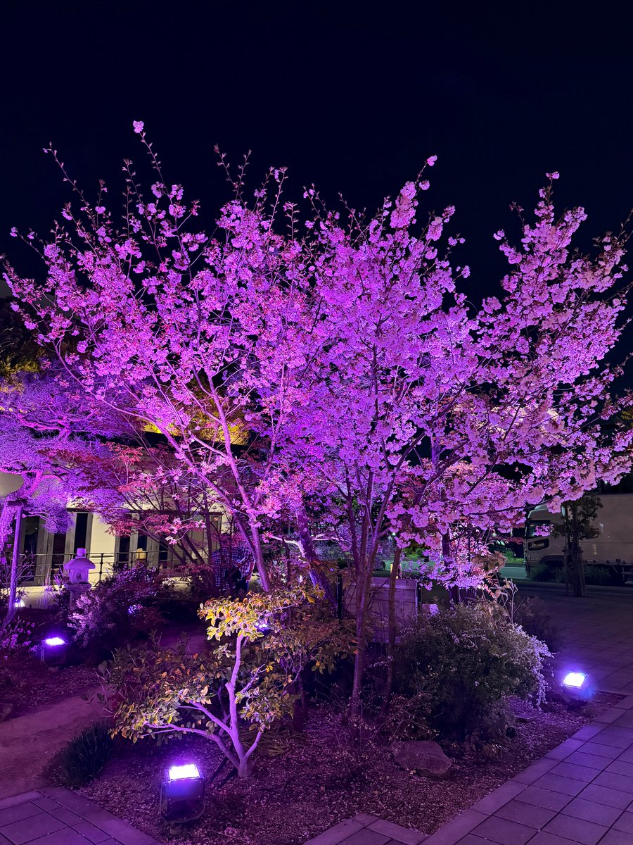 流行値特化❖ゆう卍【𝑷𝑳𝑨𝑻𝑰𝑵𝑼𝑴】 tweet media