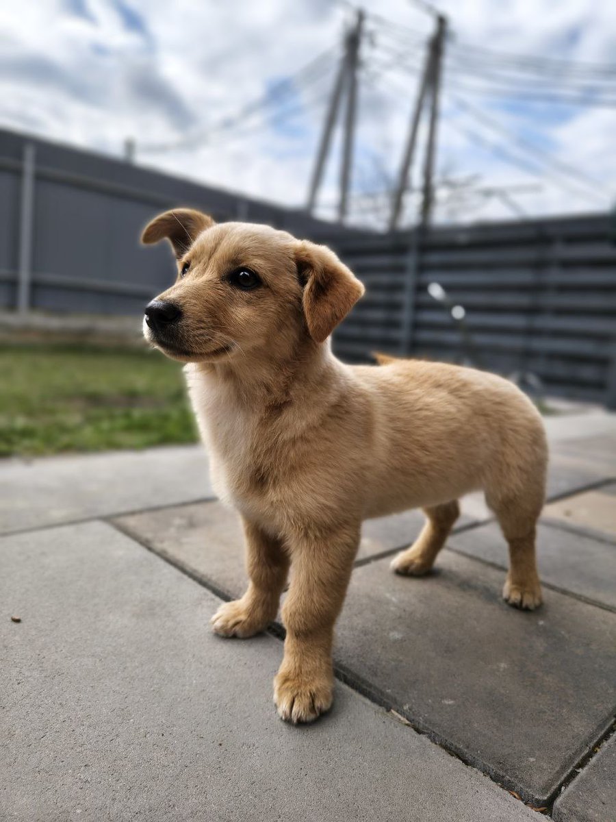 🇺🇦Рибка малює і tweet media