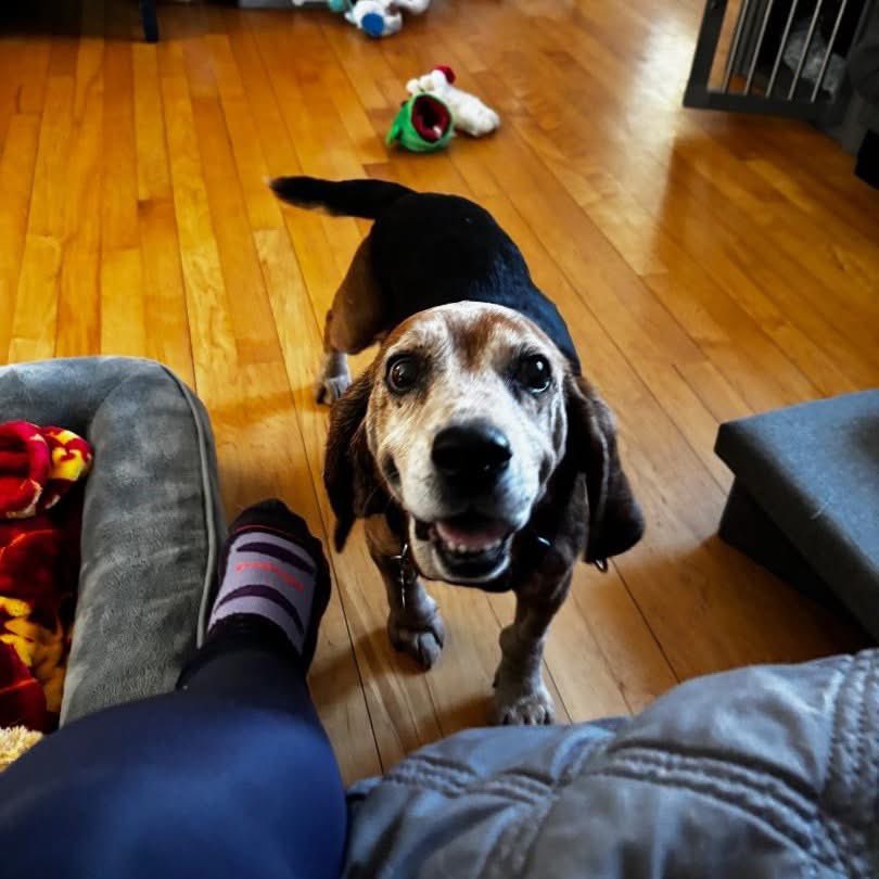 TriBeagles tweet media