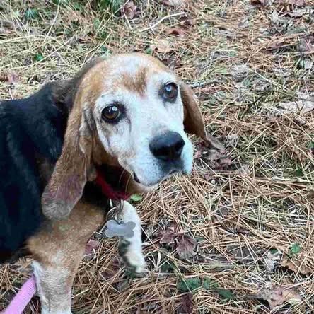 TriBeagles tweet media