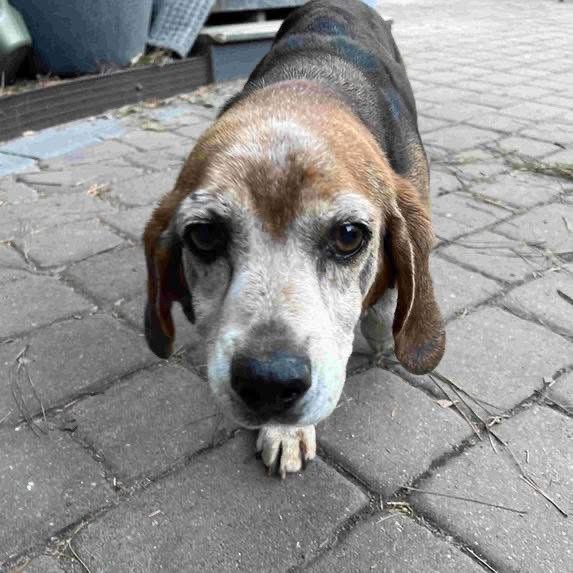 TriBeagles tweet media