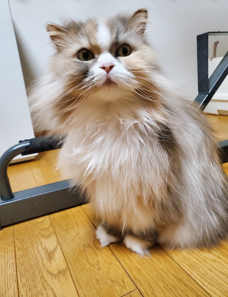 ３猫姉妹ソフィ、エレン、ロビンの成長記録 tweet media