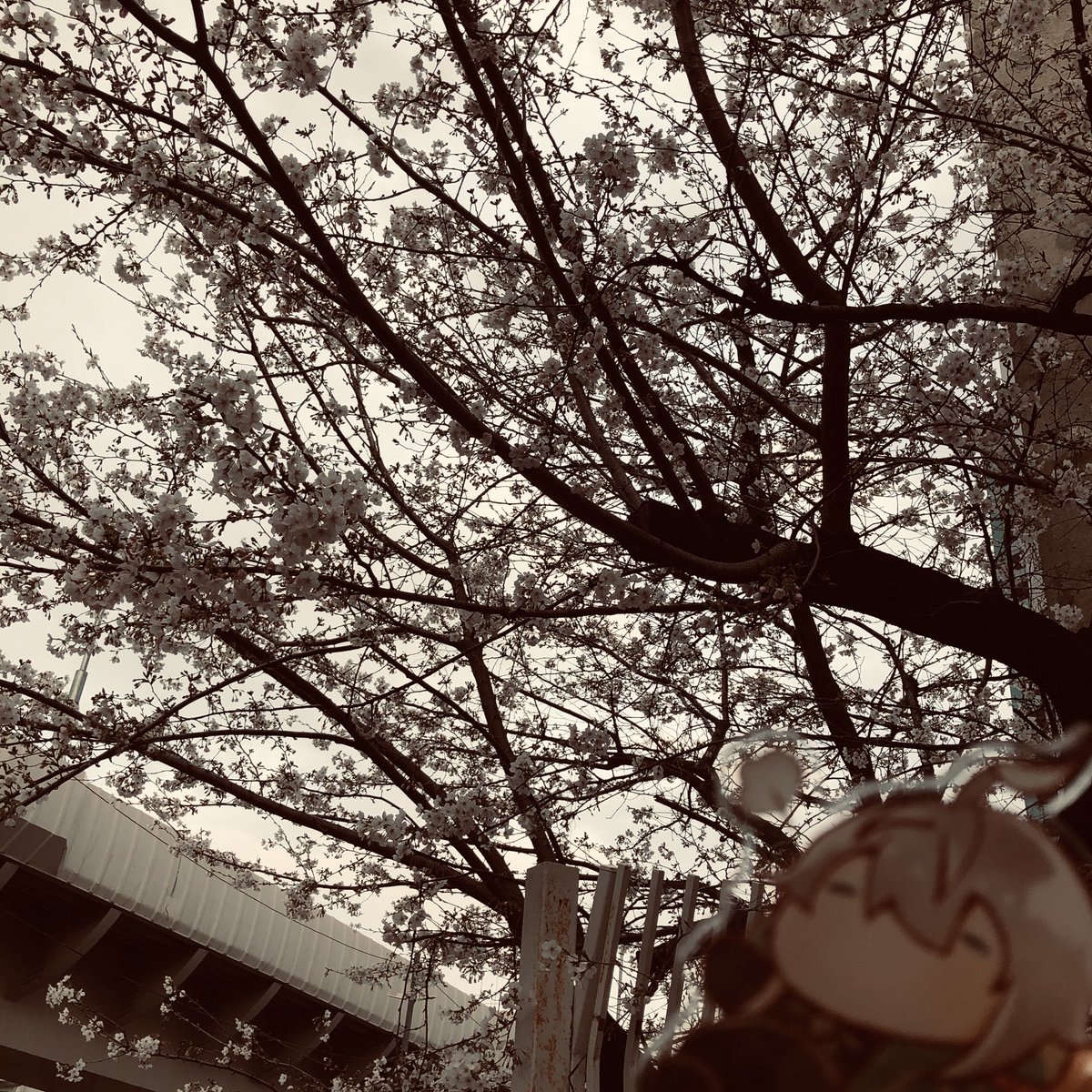 東雲@通販してる tweet media