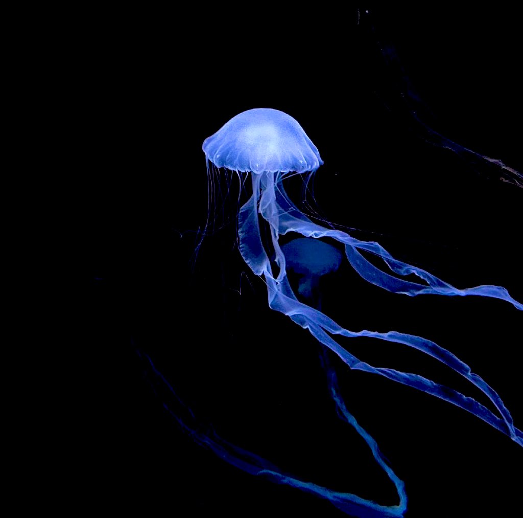 ましろ tweet media