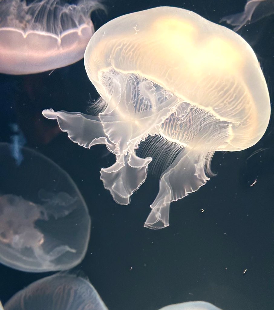 ましろ tweet media