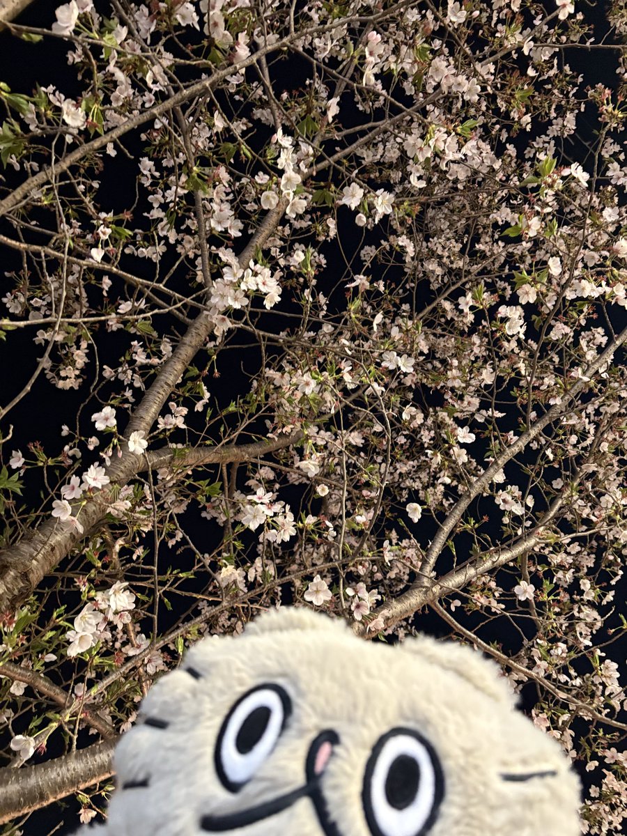 もちこ tweet media