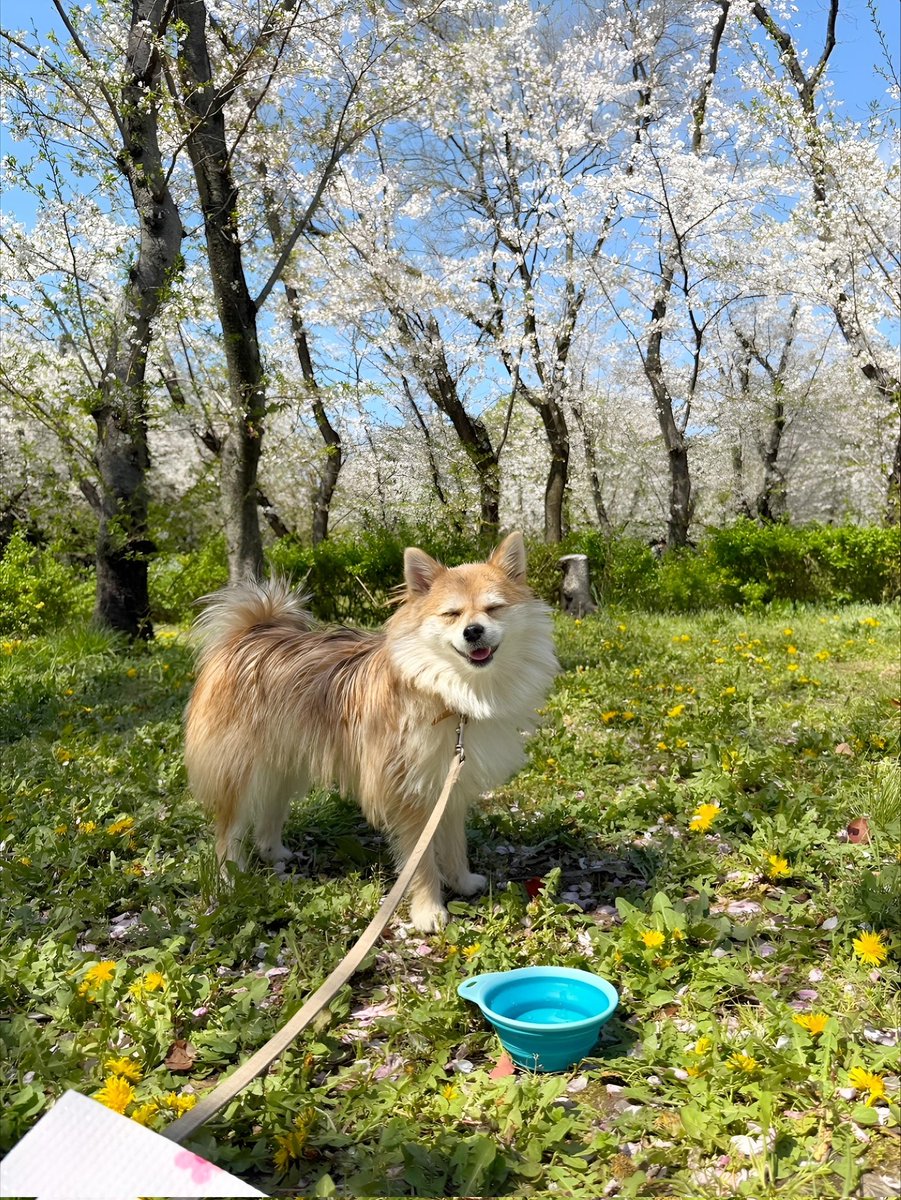 モリコフたなか tweet media