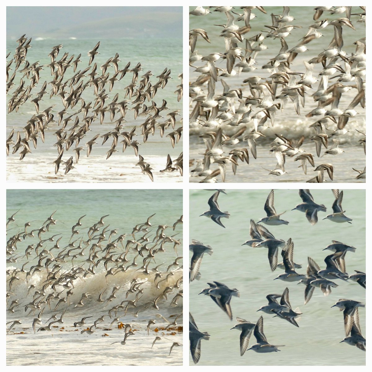 Vanessa Wright tweet media