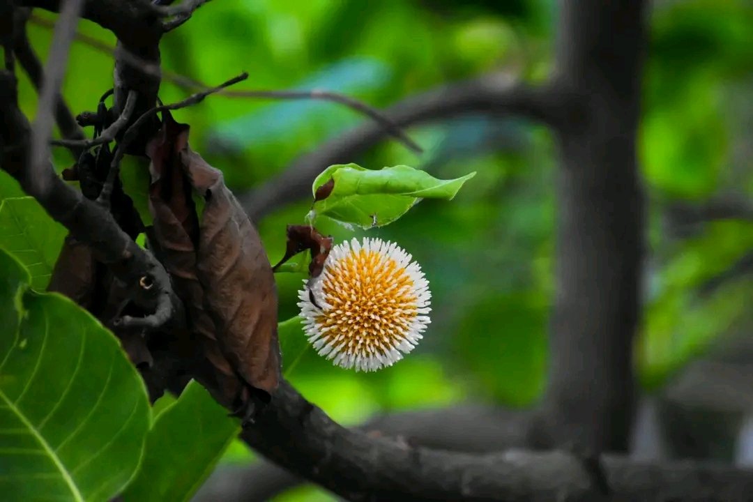 Bengal's untold tales tweet media