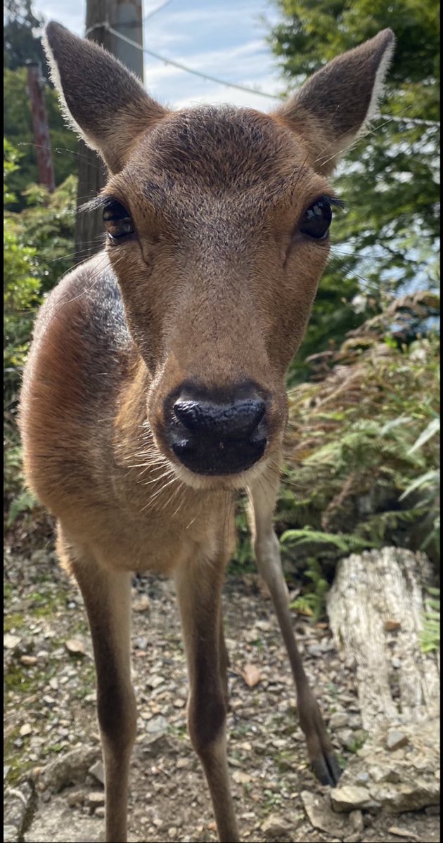 月輪寺【公式】 tweet media