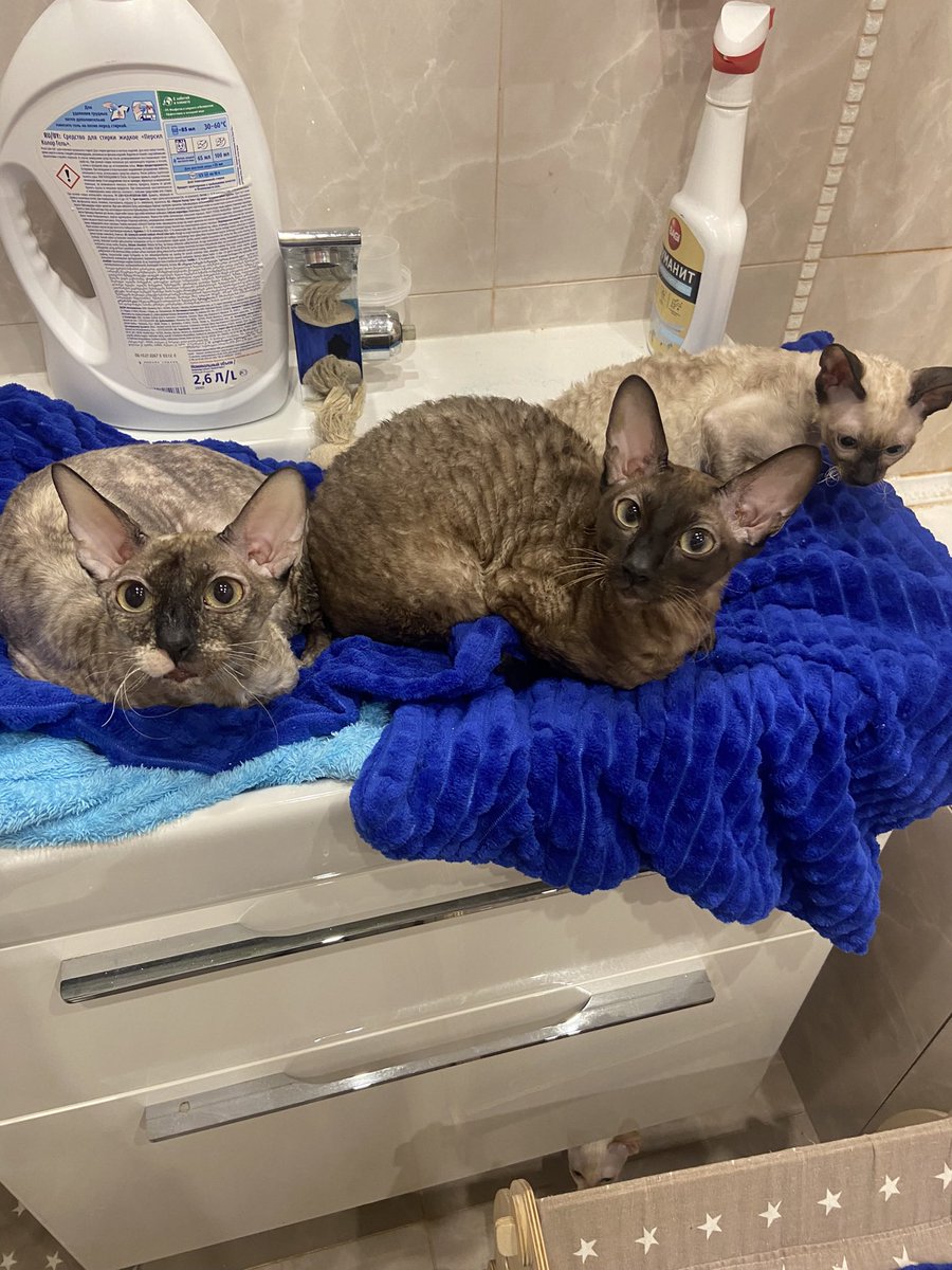 Всякое бывало tweet media