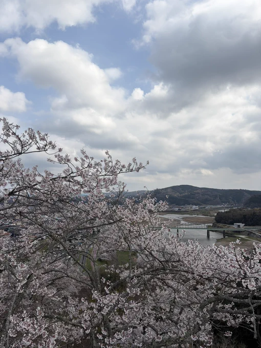三次の桜。