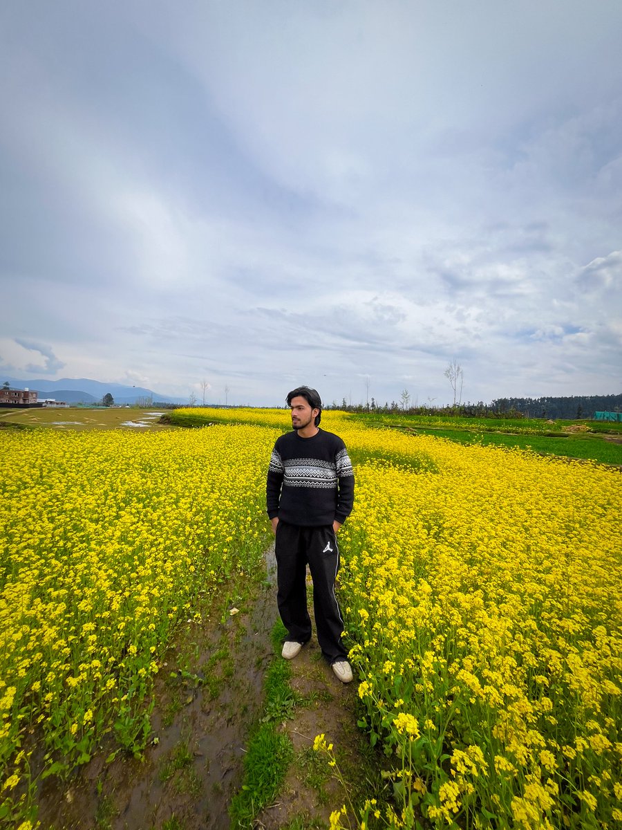 Talib__rather's tweet photo. Lost in fields of gold, where everything feels right. 🌾✨

#Kashmir #SpringFlowers #spring #blossoms #mustardfields https://t.co/Oe2n7MkEIC