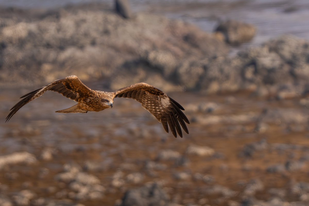 きずな tweet media