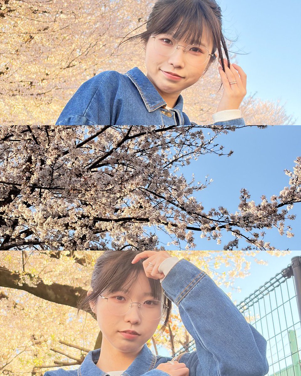 桜の季節  #桜   #春