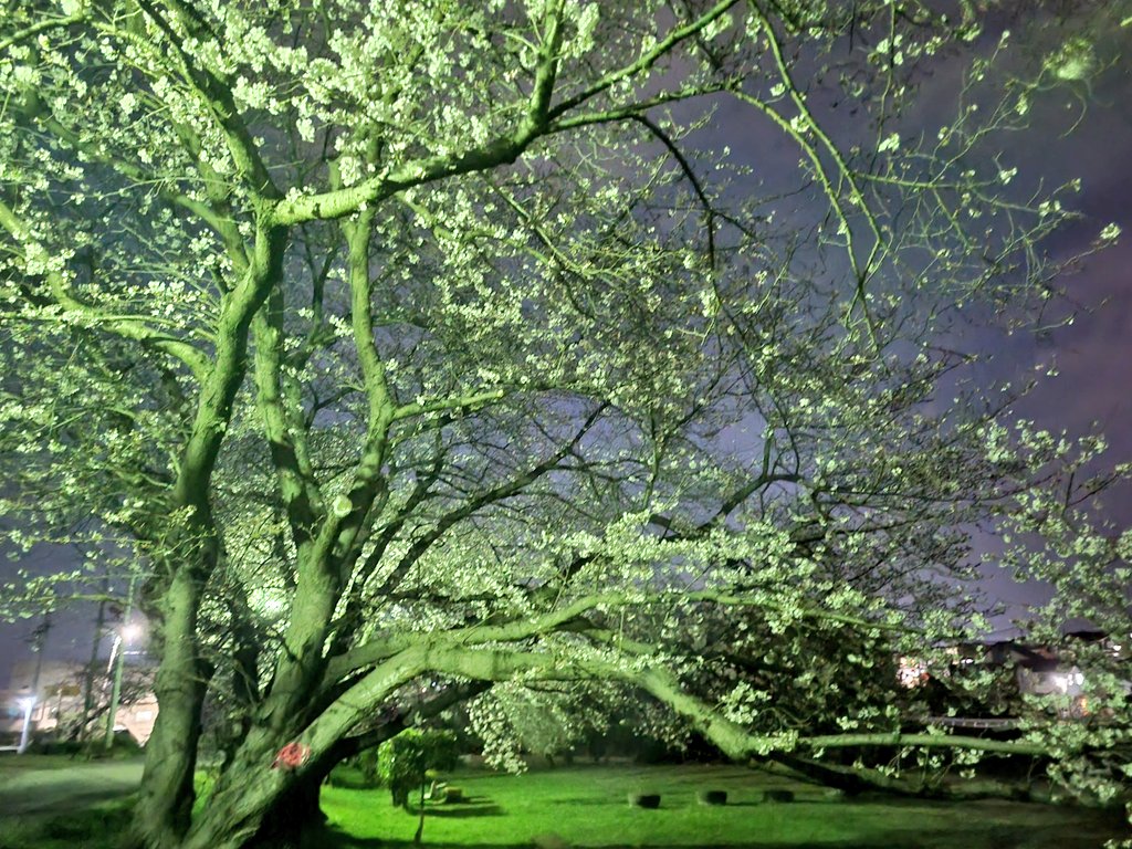 会社帰りに寄り道して夜の桜を📸
🌸満開までもう少しかな。