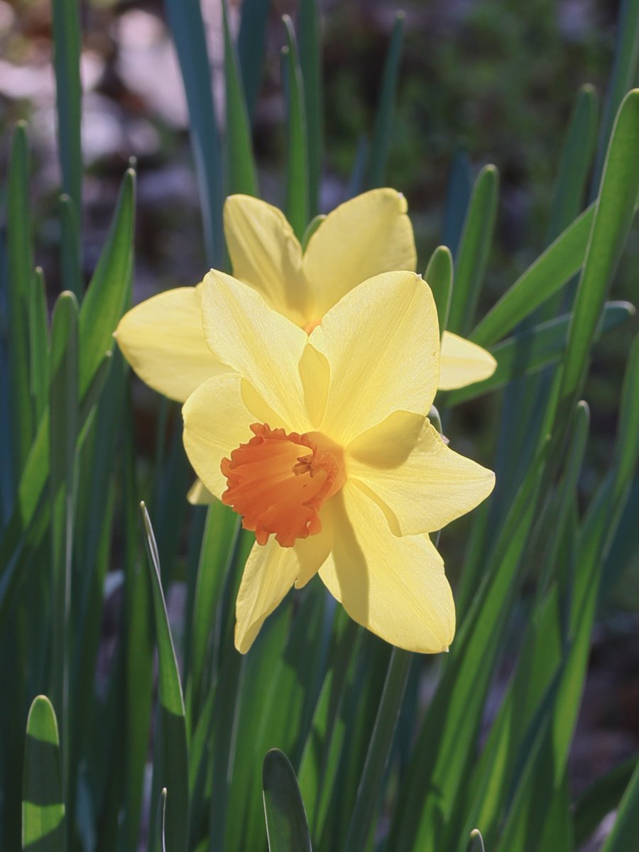 かえたろう tweet media