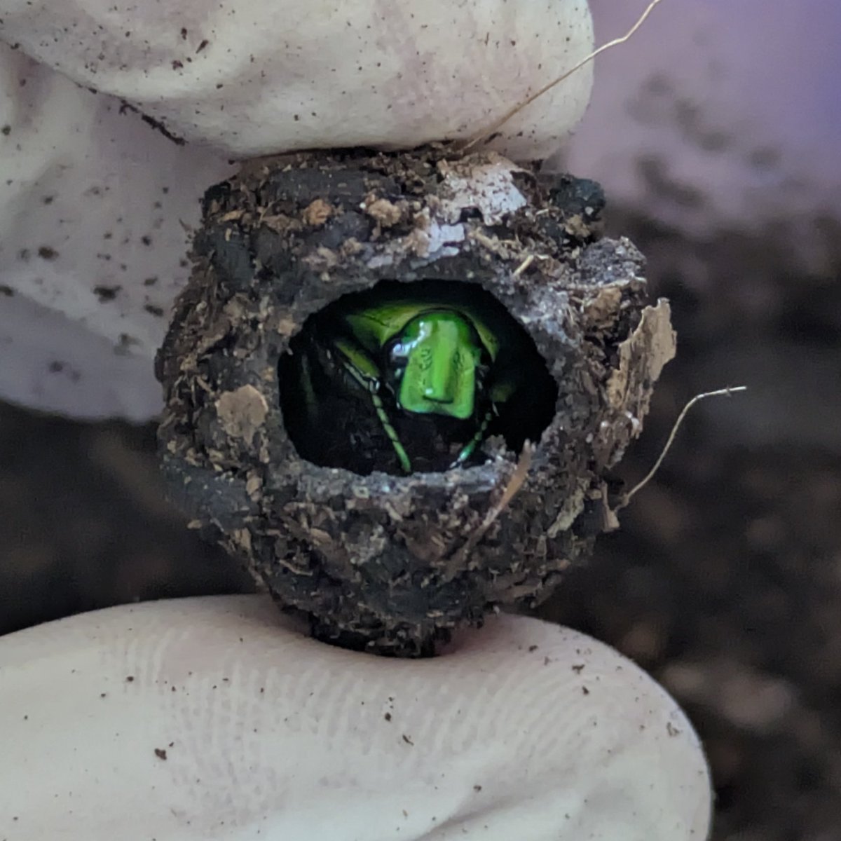 rio 🪲 bug oomf tweet media