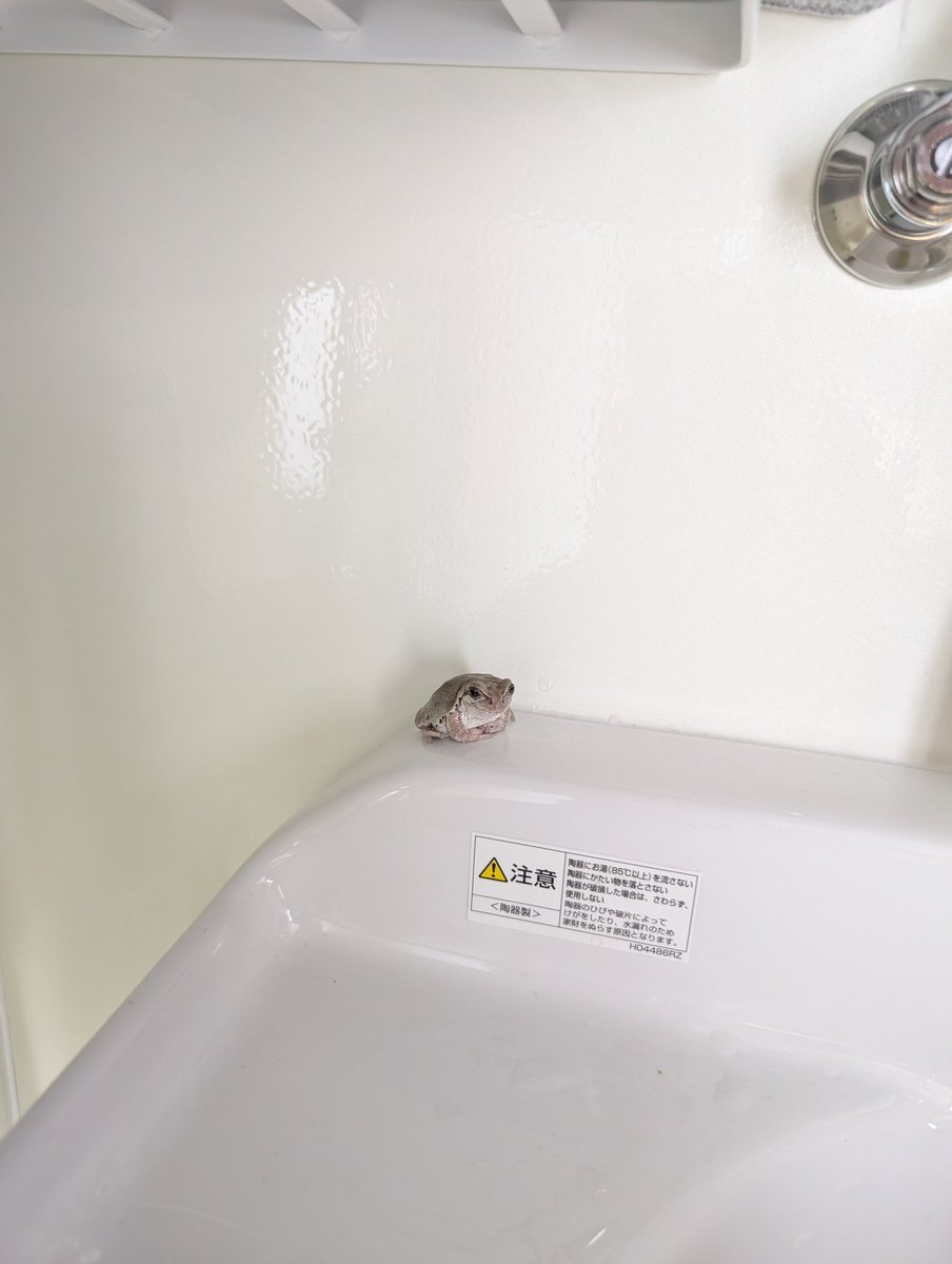 ケロミ🔰アマガエル（飼い主はクロミ） tweet media