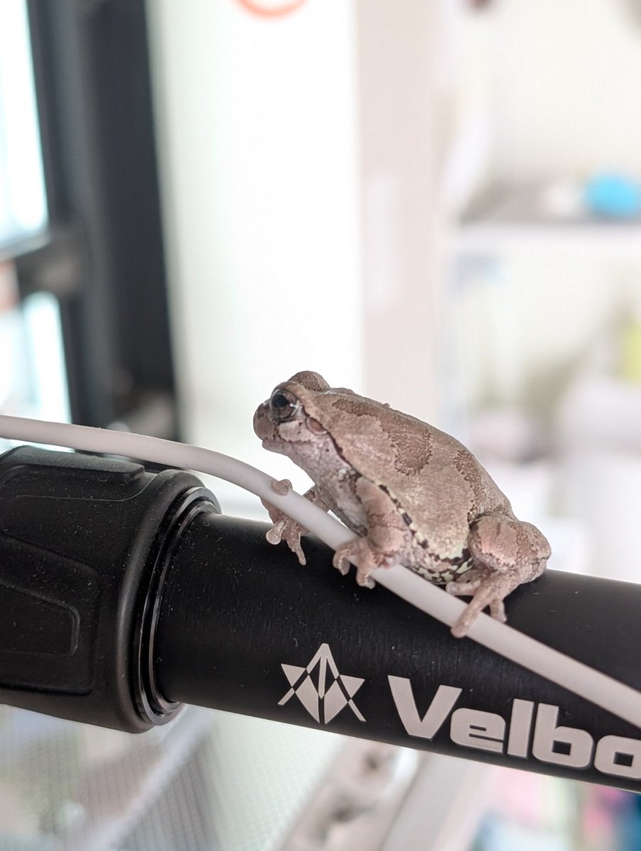 ケロミ🔰アマガエル（飼い主はクロミ） tweet media