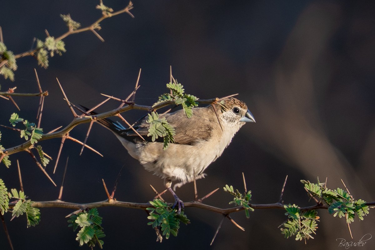 Basudev Chakraborty tweet media