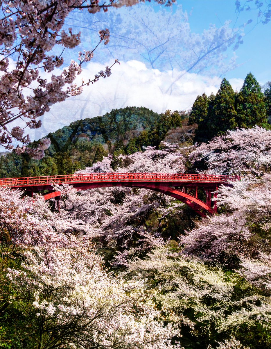 sanrotasu0216's tweet image. A bridge surrounded by cherry blossoms 
Một cây cầu được bao quanh bởi hoa anh đào.
#AI #PS #Adobe
