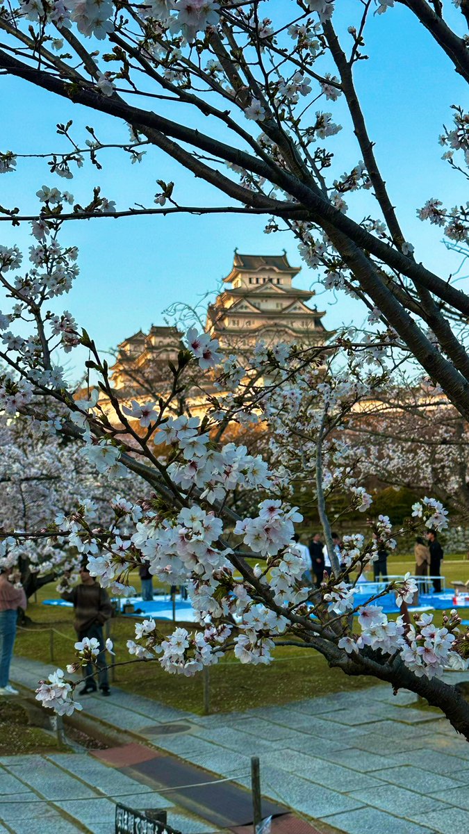 sonofagun03's tweet photo. Sakura season. https://t.co/796Kr2Rfvf