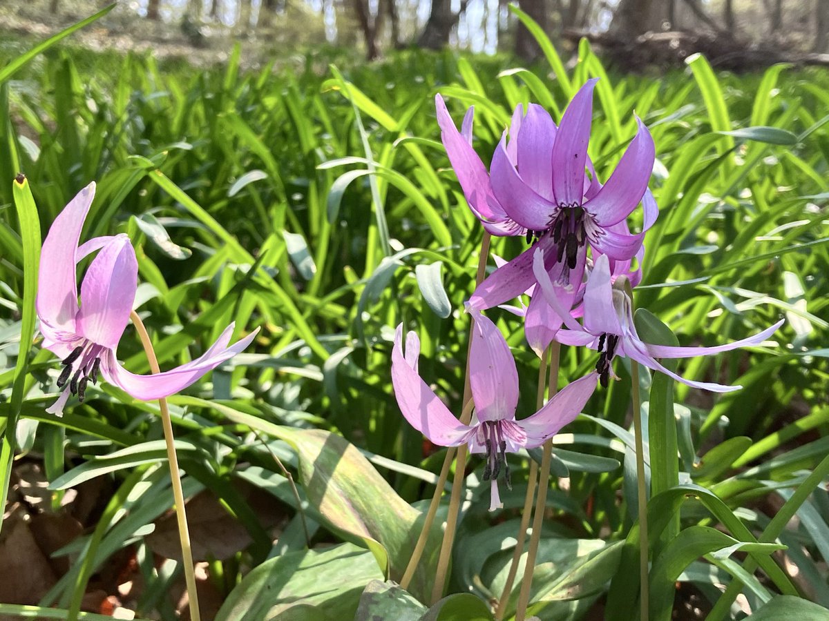 竹林(ちくりん) tweet media