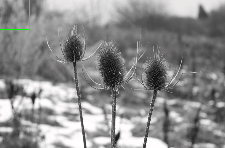 LachlanMain's tweet image. PHOTOGRAPHY!
Images for sale.
lachlan-main.pixels.com/featured/earle…
#wallart #wallartforsale #teasles #wildflowers #blackandwhitephotography