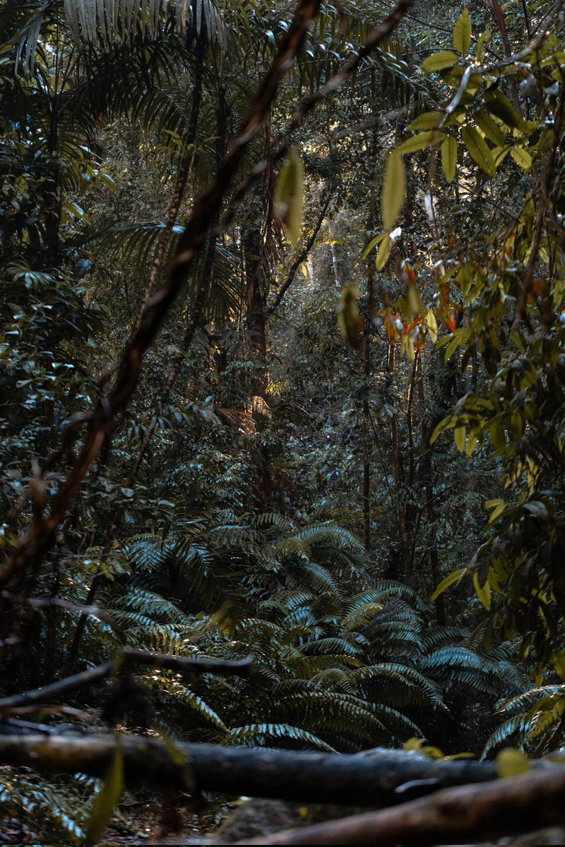 Nicholas Walker tweet media