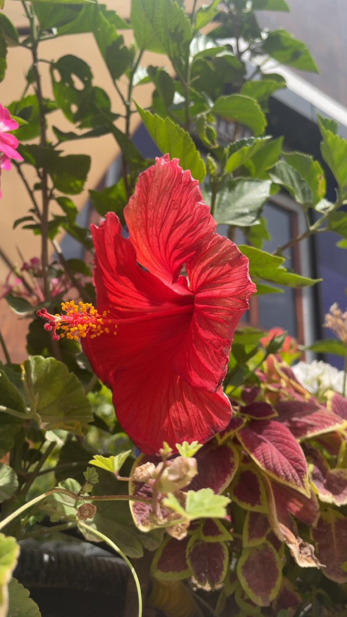 Layan Bukhari tweet media