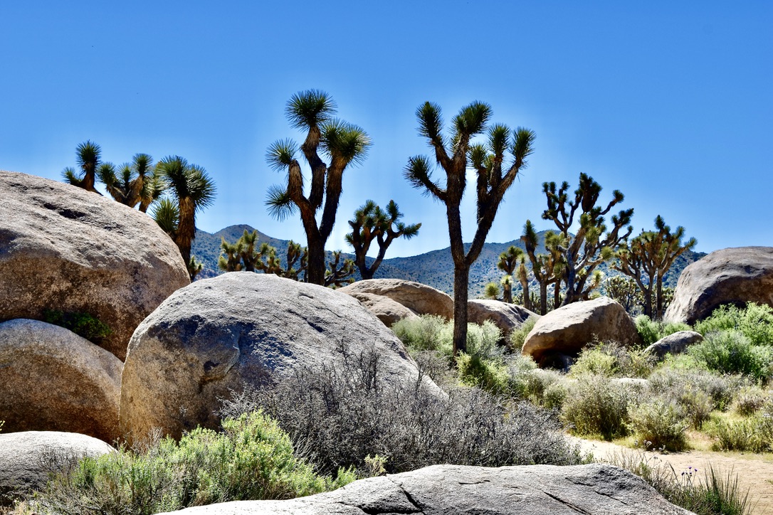 MaryOGreenberg's tweet photo. Heading out on an early morning trail in Joshua Tree National Park. Story and photos today on the blog! https://t.co/ZWvAzYHGu6 https://t.co/kGUXL9nZuK