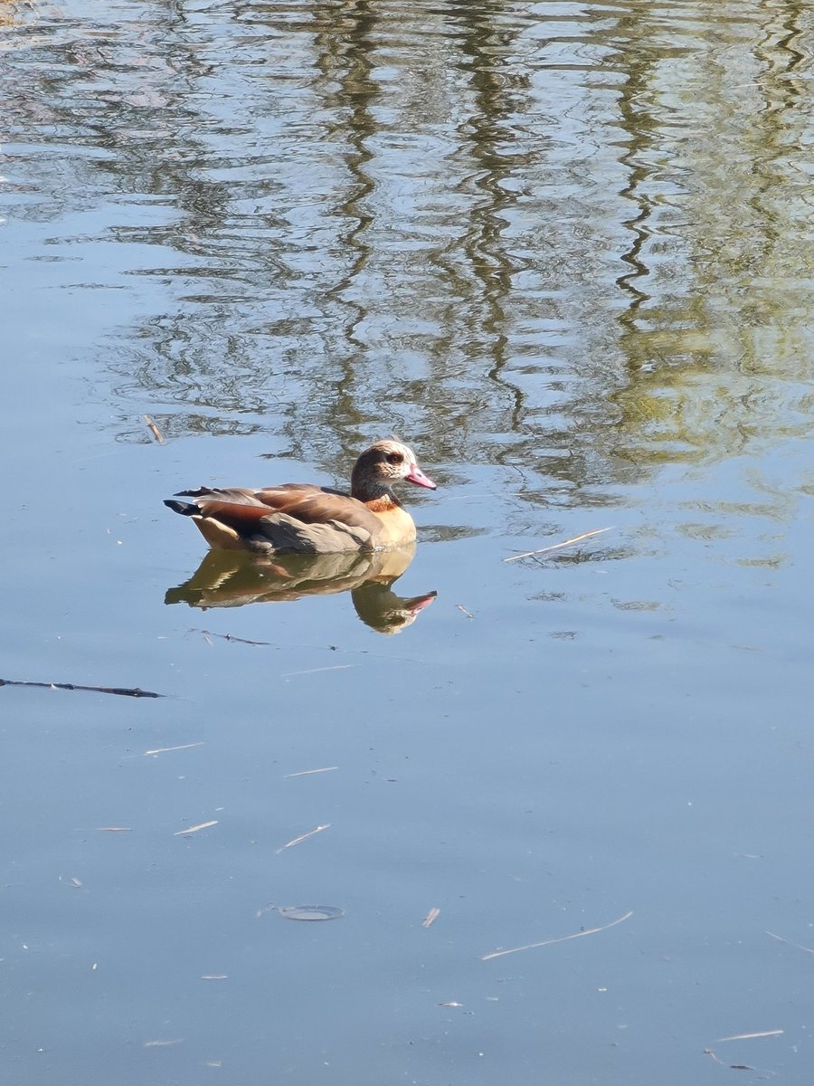 Vitame nove obyvatele Rokytky, tyhle "kachny" tady vidim letos poprve.