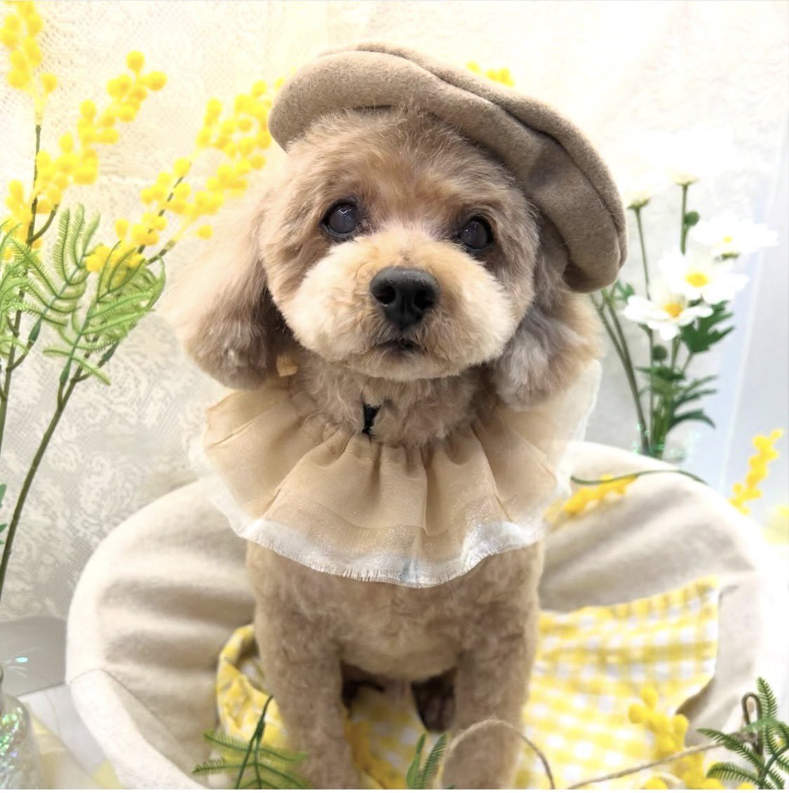 じゅーご tweet media