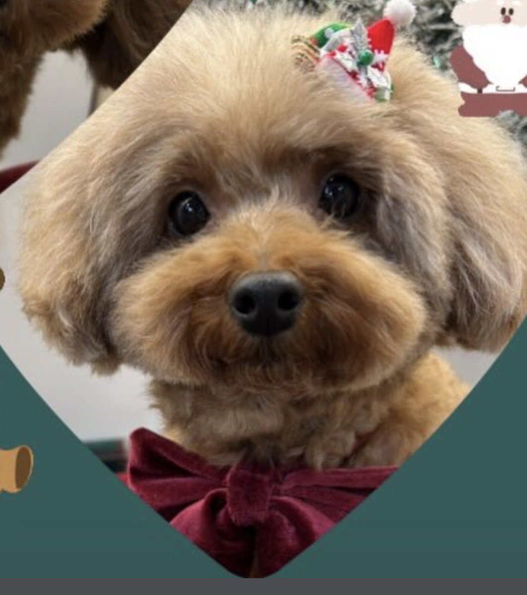 じゅーご tweet media