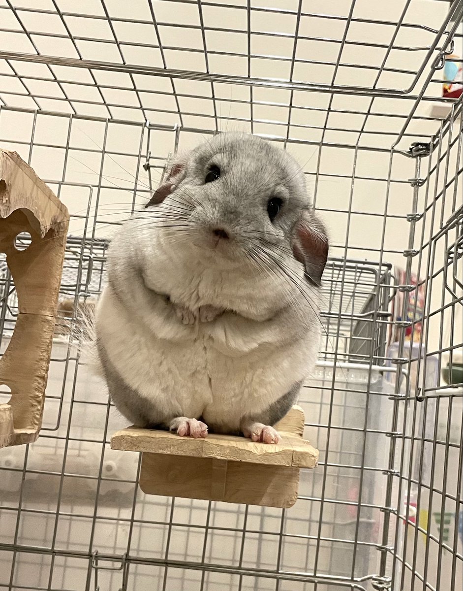 ピノとゆきみ tweet media