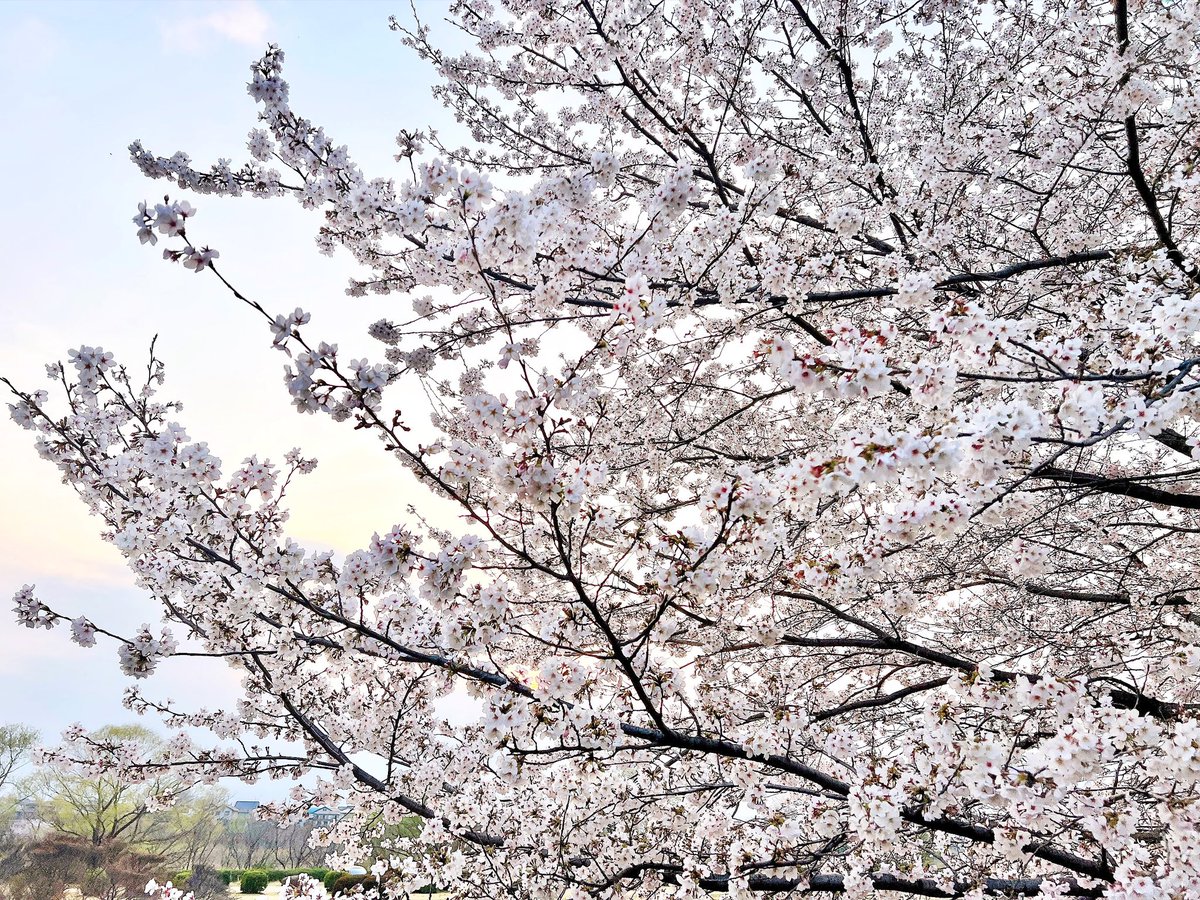 ばにら。 tweet media