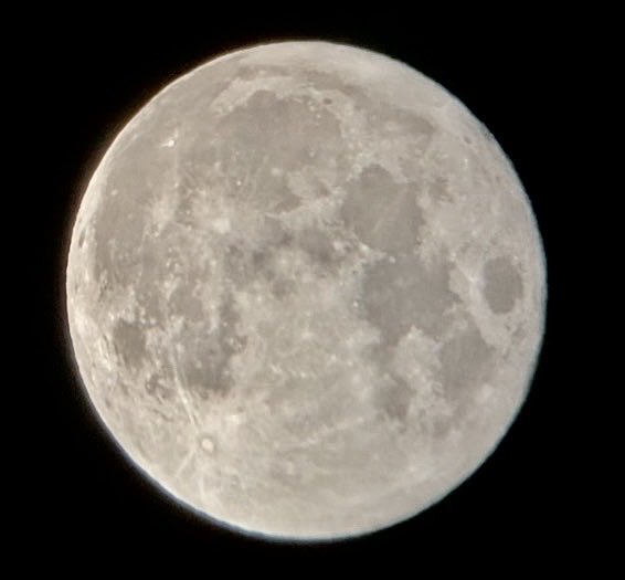 デグーのびび tweet media