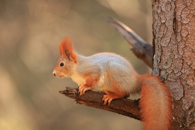 Chris Brown tweet media