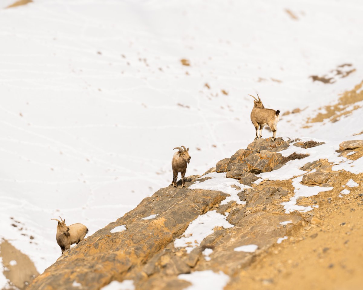 SIGMA India tweet media