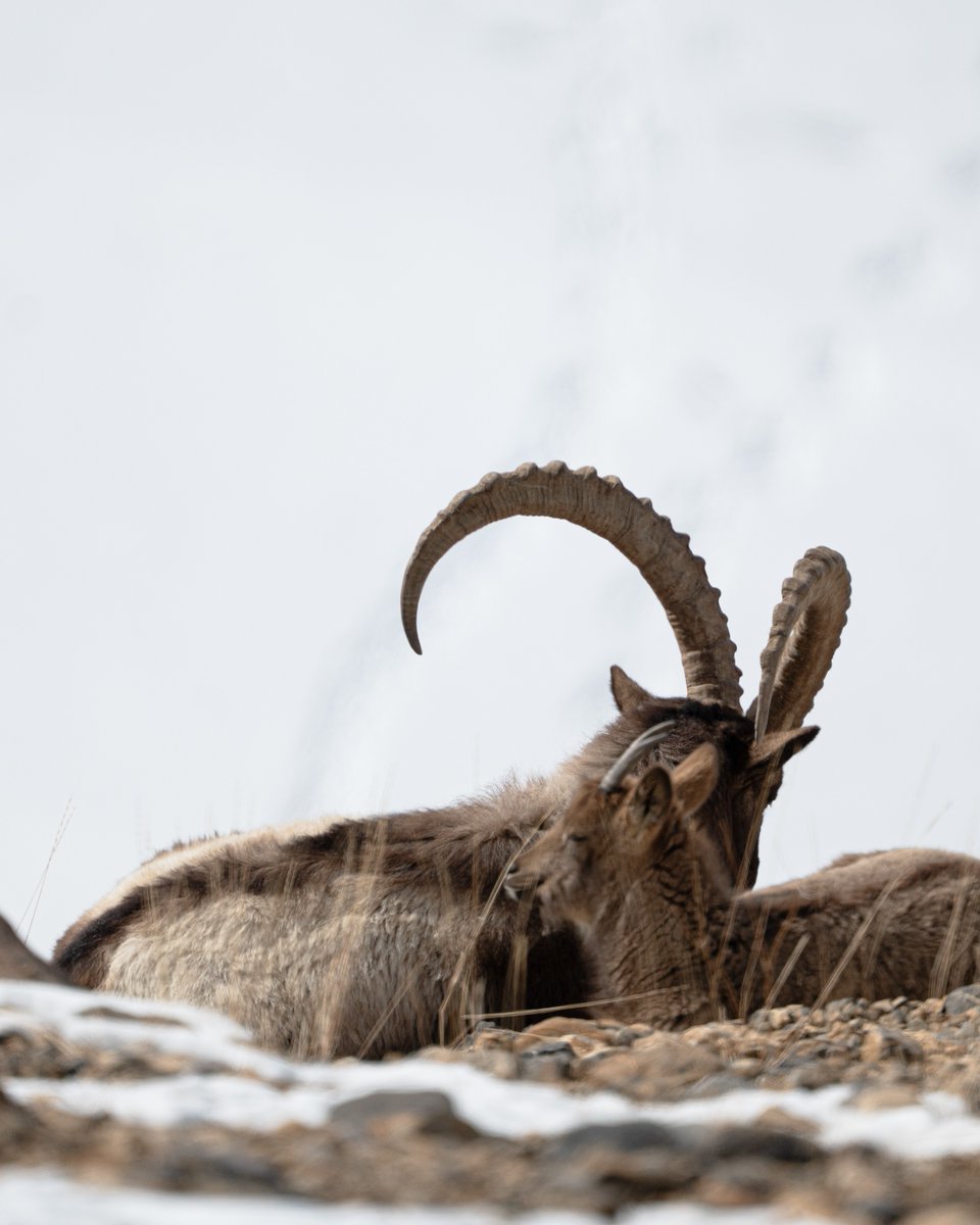 SIGMA India tweet media