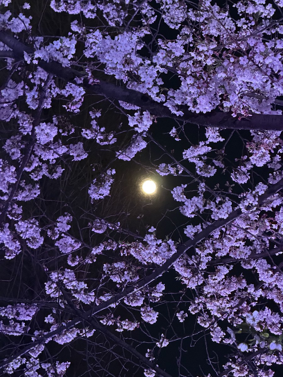 大原さやか tweet media