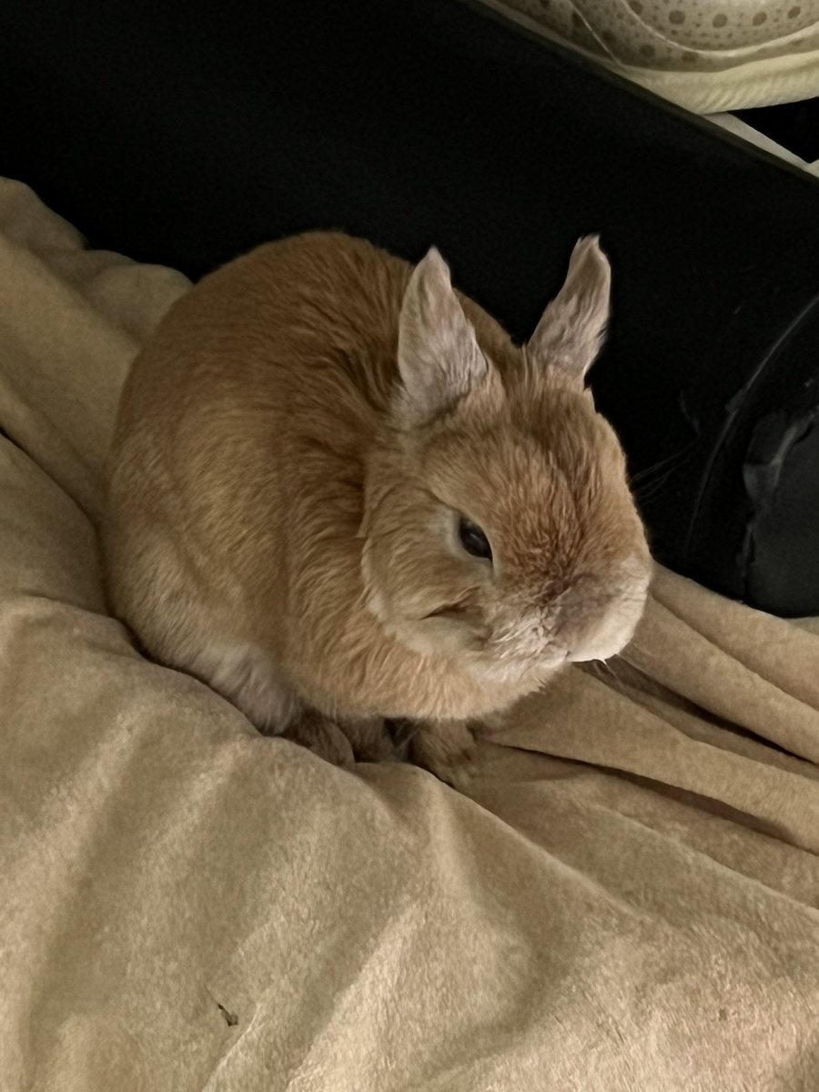 ポピー(ウサギ) モニ(飼い主) tweet media