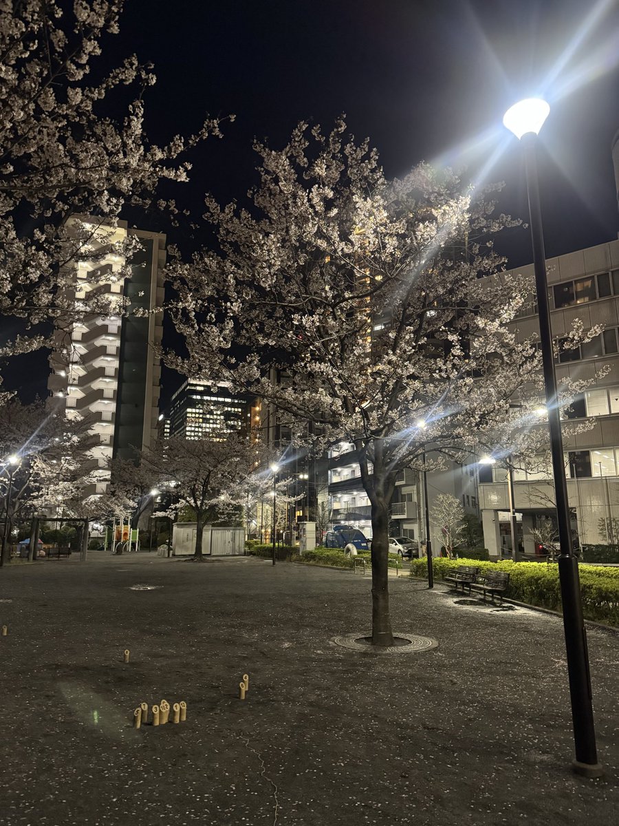 夜桜モルックはよいものです。