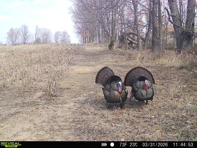 Champbuck tweet media