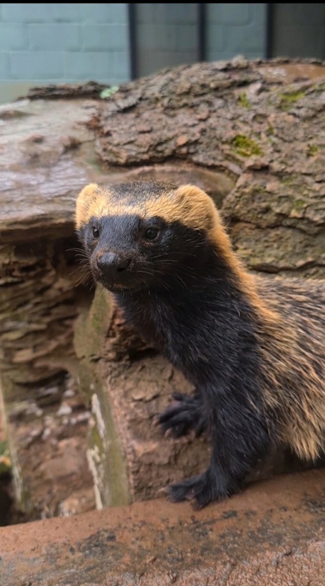 𝐁𝐞𝐚 🍓⋆.° tweet media