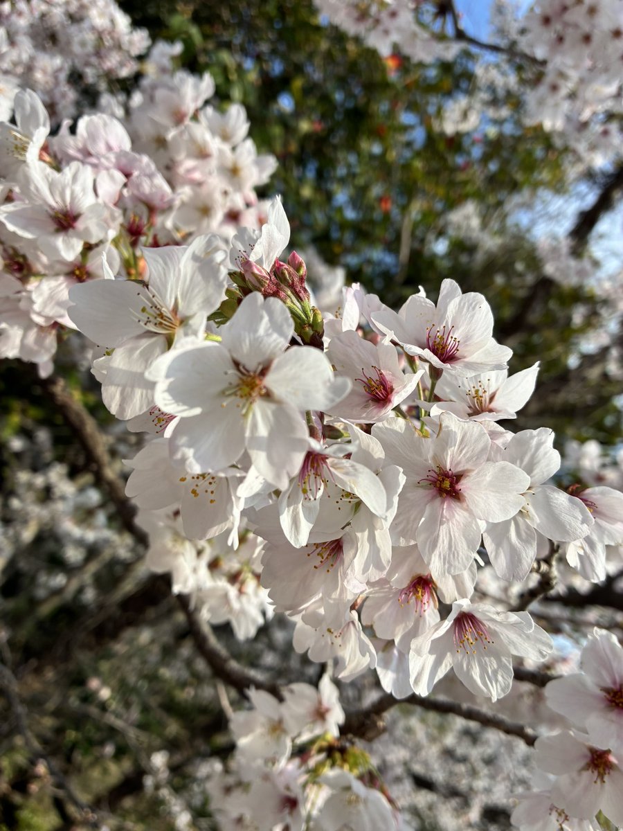 佐藤 宏亮 / サクソフォン奏鶏 tweet media