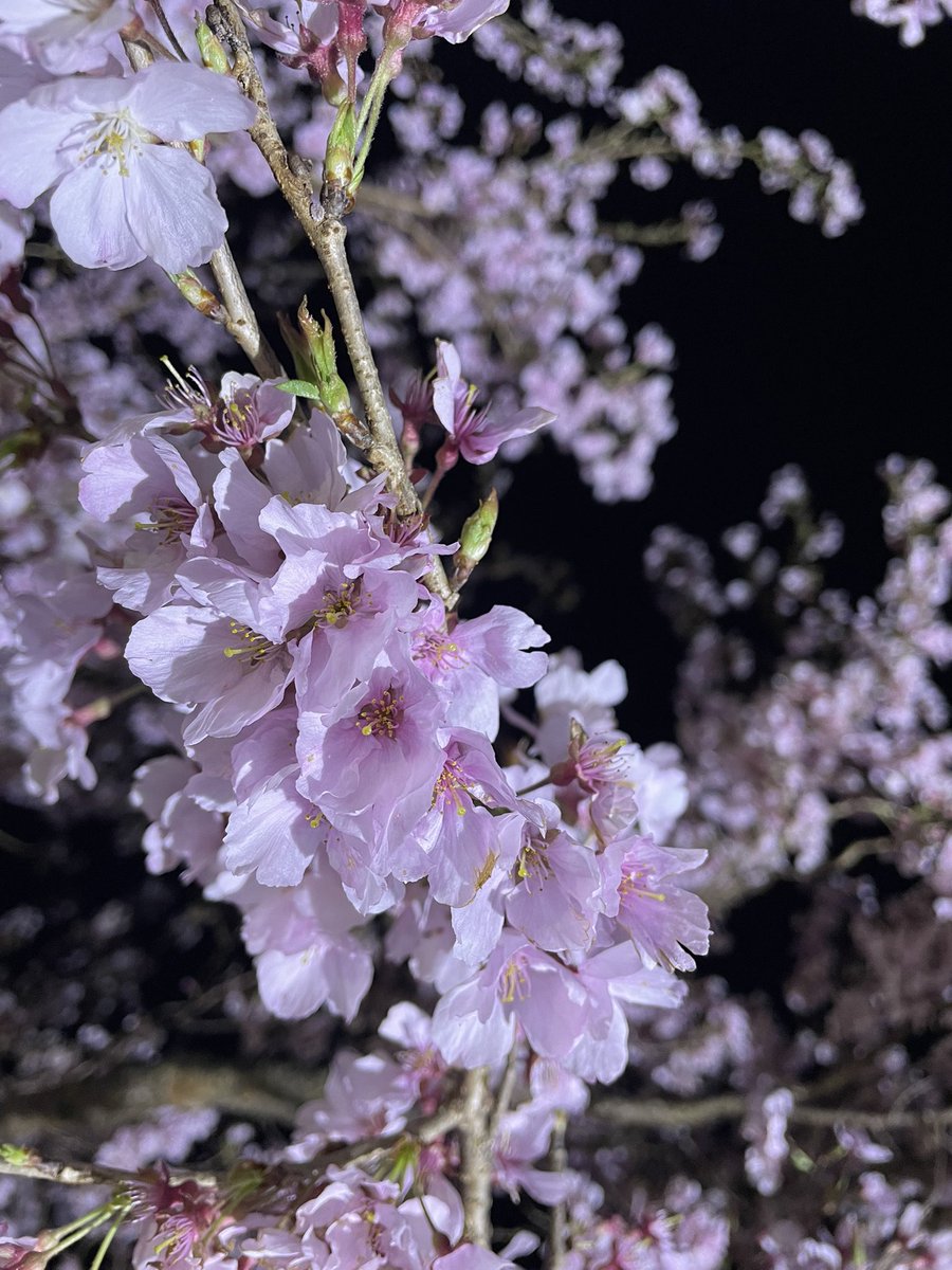 夕飯にはま寿司🍣行く途中
桜のライトアップ2箇所でしてて
帰りに寄ってきた🏮
桜はいいね桜は

#ほんとはこんなに明るくないよ